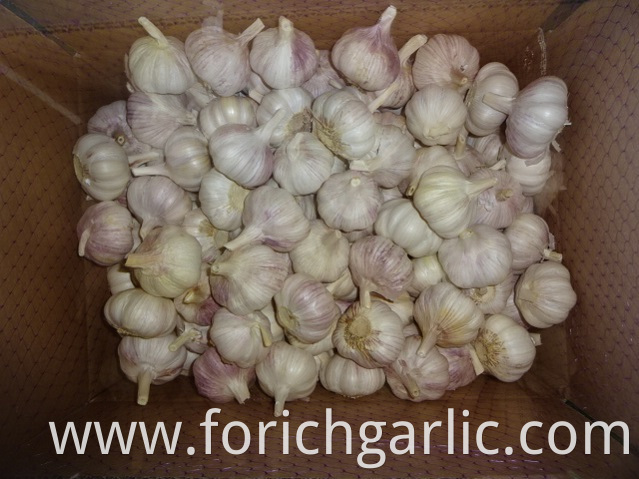 Size 5 0 2019 Normal White Garlic